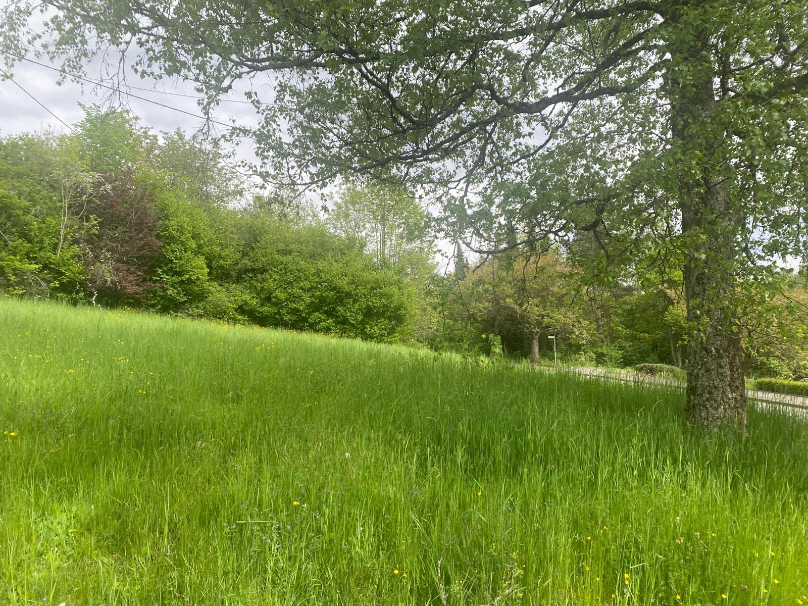 Baugrundstück in Hilchenbach – Ideal für Familien oder Investoren!